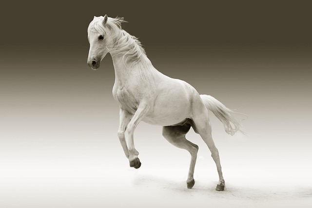 Arabian Horse Portrait
