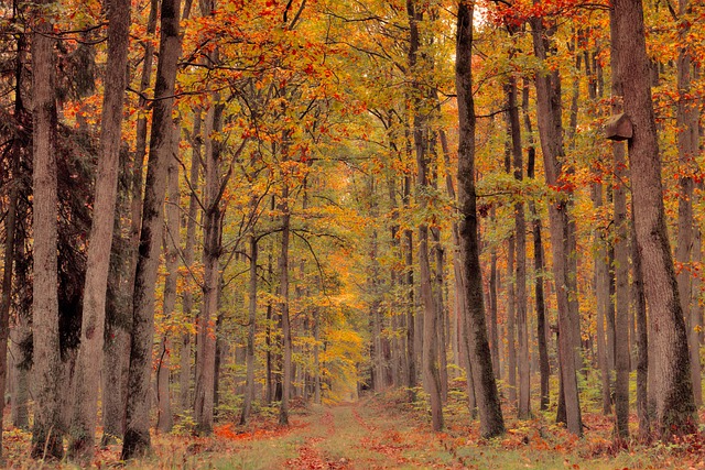 Autumn Forest Path